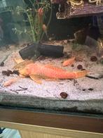 Albino, oranje gezonde Algeneter, Vis