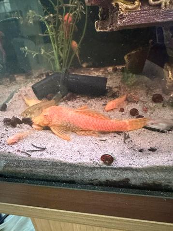 Albino, oranje gezonde Algeneter beschikbaar voor biedingen