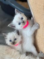 Aanhankelijke Ragdoll x Nebelung kittens poesjes  katertjes, Meerdere dieren, Gechipt, 0 tot 2 jaar