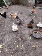 Usa zijdehoen broedeieren, Dieren en Toebehoren, Pluimvee, Geslacht onbekend, Kip