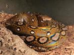 0.1 poss. (SD) python reticulatus  volwas, Dieren en Toebehoren, Slang, 3 tot 6 jaar
