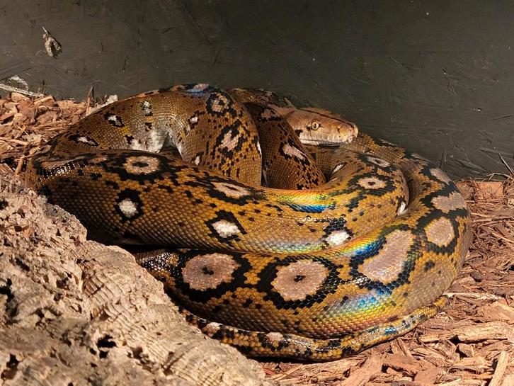 0.1 poss. (SD) python reticulatus  volwas