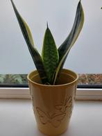 Sanseveria stek, goed geworteld, Ophalen of Verzenden, Halfschaduw, Minder dan 100 cm