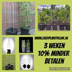 Klimsteun voor jasmijn sundaville rozen passieflora clematis, Tuin en Terras, Planten | Tuinplanten, Ophalen of Verzenden, Zomer