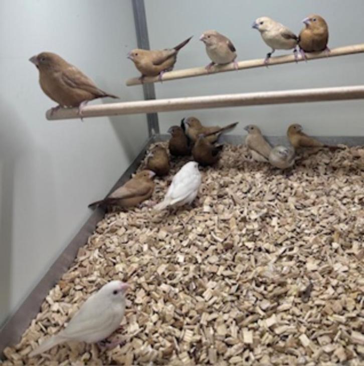 Zilverbekjes, Dieren en Toebehoren, Vogels | Overige Vogels, Meerdere dieren