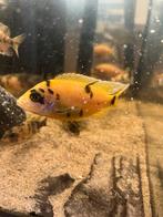 Malawi multi color, Dieren en Toebehoren, Vis