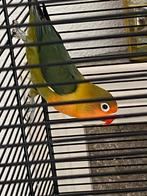 Koppel agarponis met jong, Meerdere dieren, Parkiet