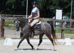 3 jarige C pony. Welsh B, Dieren en Toebehoren, Ruin, Zadelmak, 3 tot 6 jaar, C pony (1.27m tot 1.37m)