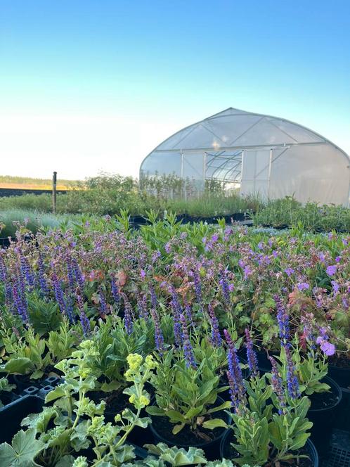 Prachtige vaste tuinplanten - ZATERDAG GEOPEND, Tuin en Terras, Planten | Tuinplanten, Vaste plant, Overige soorten, Volle zon