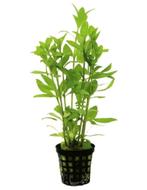 Hygrophila Polysperma aquariumplant / aquarium planten, Ophalen of Verzenden, Nieuw, Plant(en), Steen of Hout