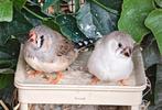 Te koop mooie Zebravinken, Dieren en Toebehoren, Vogels | Overige Vogels, Meerdere dieren, Tropenvogel