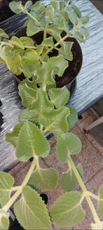 Cubaanse oregano ongeveer 60cm breed en 20cm hoog in pot, Ophalen, Vaste plant, Bloeit niet, Halfschaduw