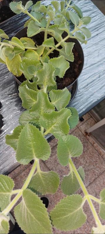 Cubaanse oregano ongeveer 60cm breed en 20cm hoog in pot beschikbaar voor biedingen
