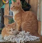 Rode katten, Dieren en Toebehoren, Kater, Kortharig, 0 tot 2 jaar