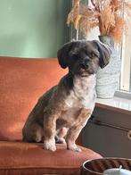 Dekreu Toby - Tibetaanse Terriër x Lhasa Apso, Dieren en Toebehoren, Reu, 1 tot 2 jaar, Eén hond, Rabiës (hondsdolheid)