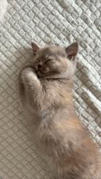 Britse Korthaar, Poes, Ontwormd
