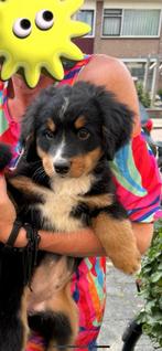 Bernersennen pup, Dieren en Toebehoren, Honden | Niet-rashonden, Parvo, 8 tot 15 weken, Teef, Eén hond