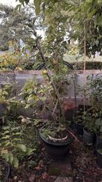 Appel boom 3 verschillende types vanuit een stam, Ophalen of Verzenden, Volle zon, Overige soorten