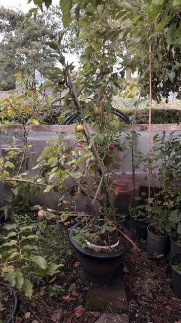 Appel boom 3 verschillende types vanuit een stam beschikbaar voor biedingen