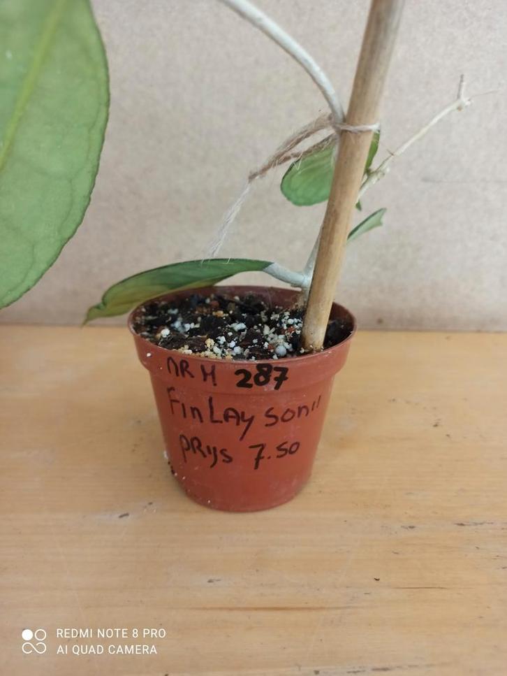 hoya Finlaysonii potmaat 8.5 nummer H287, Huis en Inrichting, Kamerplanten, Minder dan 100 cm, Halfschaduw, Ophalen of Verzenden