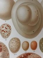 2x Litho 1895 Eieren,, Ophalen of Verzenden