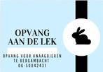 Opvang aan de Lek voor knaagdieren, Meerdere dieren, Cavia, Na 1 juli 2024, Tam