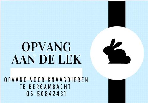 Opvang aan de Lek voor knaagdieren, Dieren en Toebehoren, Knaagdieren, Meerdere dieren, Cavia, Tam