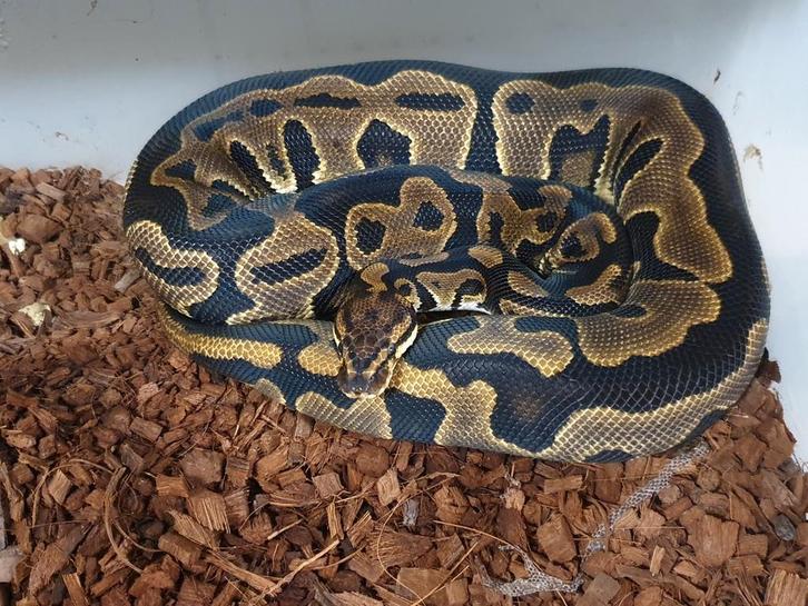 Koningspython