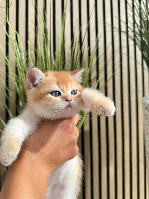 British Shorthair nog een jonge beschikbaar, Dieren en Toebehoren, Katten en Kittens | Raskatten | Korthaar, Poes, Gechipt, Ontwormd