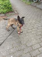 Mechelse herder pup, Dieren en Toebehoren, Reu, 8 tot 15 weken, Eén hond, Herder