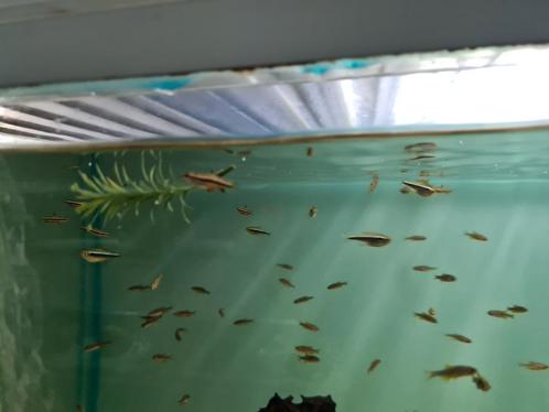 Nanostomus Marginatus, potloodvisje, Dieren en Toebehoren, Vissen | Aquariumvissen, Zoetwatervis, Vis