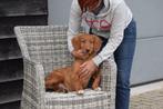 Nova Scotia duck tolling retriever pup toller, Dieren en Toebehoren, Honden | Retrievers, Spaniëls en Waterhonden, België, 15 weken tot 1 jaar