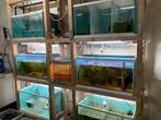 Kweek stelling aquarium compleet, Dieren en Toebehoren, Ophalen, Zo goed als nieuw, Leeg aquarium