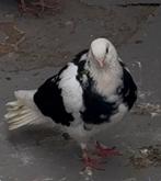 takla donek vermiste, Dieren en Toebehoren, Vogels | Duiven, Mannelijk