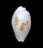 Schelpen: Cypraea goodalli 10,5mm (Gem) Zeldzaam, Ophalen of Verzenden, Schelp(en)