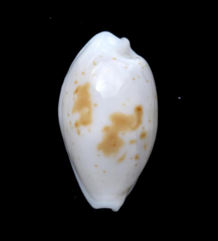 Schelpen: Cypraea goodalli 10,5mm (Gem) Zeldzaam, Verzamelen, Mineralen en Fossielen, Schelp(en), Ophalen of Verzenden