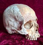 Antieke menselijke schedel, Ophalen of Verzenden