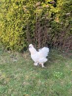 Witte Zijdehoen haan Gratis, Dieren en Toebehoren, Pluimvee, Mannelijk, Kip