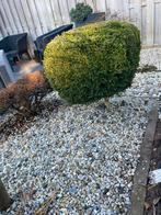 Buxus op stam, Tuin en Terras, Planten | Bomen, Volle zon, Bloeit niet, Minder dan 100 cm, Overige soorten