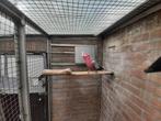 Split lutino Rose kaketoe 2022, Dieren en Toebehoren, Vogels | Parkieten en Papegaaien, Mannelijk, Papegaai, Geringd