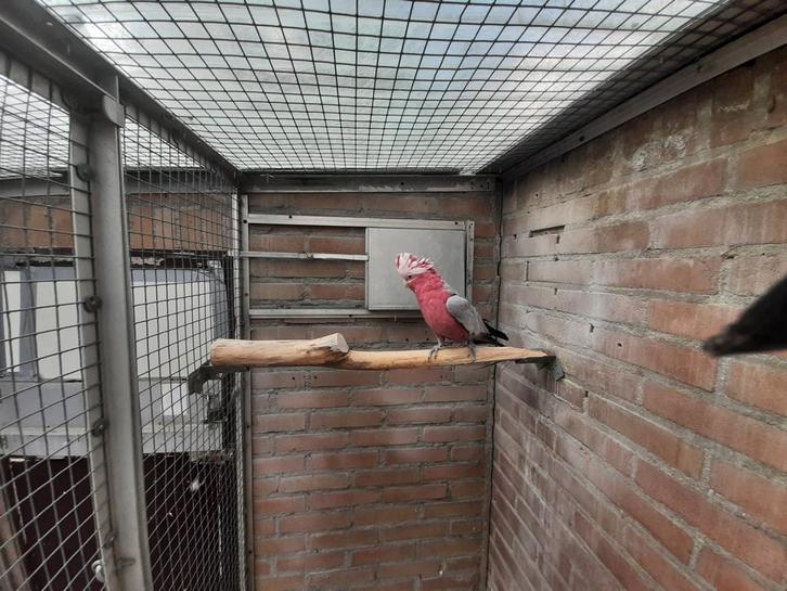 Split lutino Rose kaketoe 2022, Dieren en Toebehoren, Vogels | Parkieten en Papegaaien, Papegaai, Mannelijk, Geringd