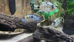 green terror gold jack dempsey, Dieren en Toebehoren, Vissen | Aquariumvissen, Vis, Zoetwatervis, Schoolvis