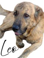 Leo , mastin reu van 4,5 jaar, Particulier, Buitenland, Groot, Eén hond