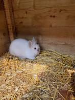 Dwergkonijn ram / ruil voor cavia  zeugje, Dieren en Toebehoren, Knaagdieren, Mannelijk, Overige typen, Na 1 juli 2024