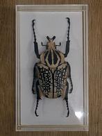 Goliath kever (opgezet) Goliathus albosignatus, Verzamelen, Dierenverzamelingen, Ophalen of Verzenden, Zo goed als nieuw, Insect