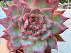Echeveria Black Swan /pot 8cm/vetplant/succulent, Ophalen of Verzenden, Halfschaduw, Minder dan 100 cm