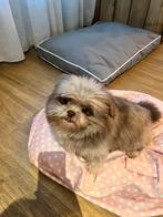 Herplaatsing lieve PomShihtzu, gesteriliseerd teefje, Dieren en Toebehoren, Honden | Chihuahua's en Gezelschapshonden, 6 jaar of ouder