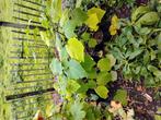 Diverse boompjes, Ophalen, Volle zon, Overige soorten, Minder dan 100 cm