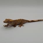 Porthole dalmatian wimpergekko / crested gecko + lineage, Dieren en Toebehoren, Hagedis, 0 tot 2 jaar