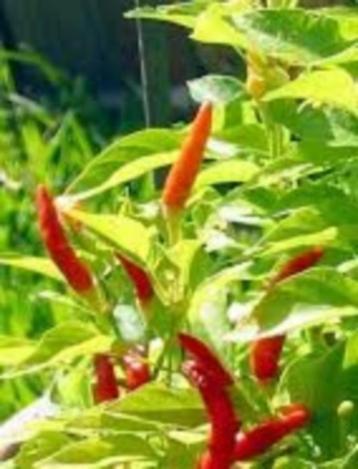 Malagueta peper plant bio beschikbaar voor biedingen